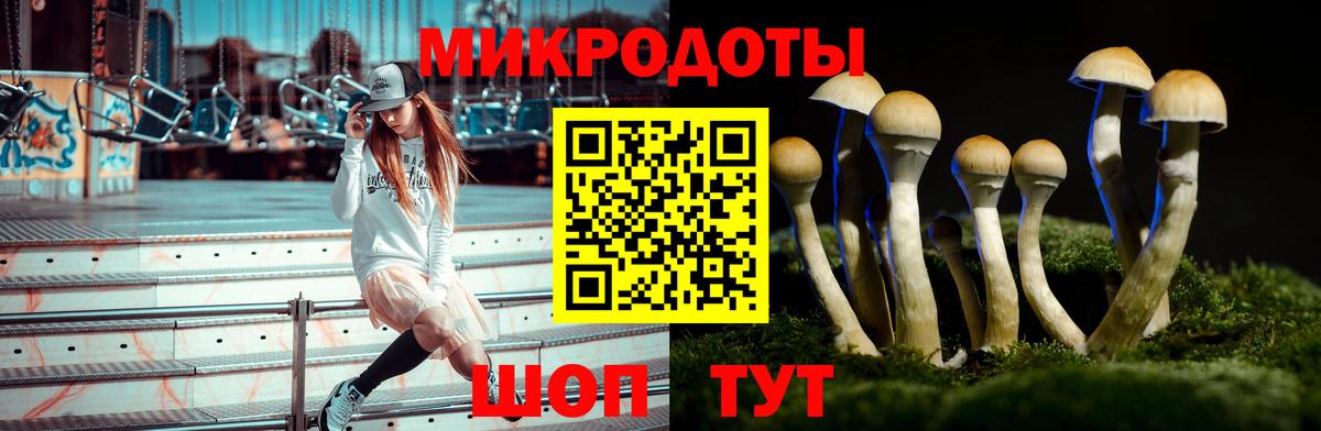 Галлюциногенные грибы Psilocybe Знаменск