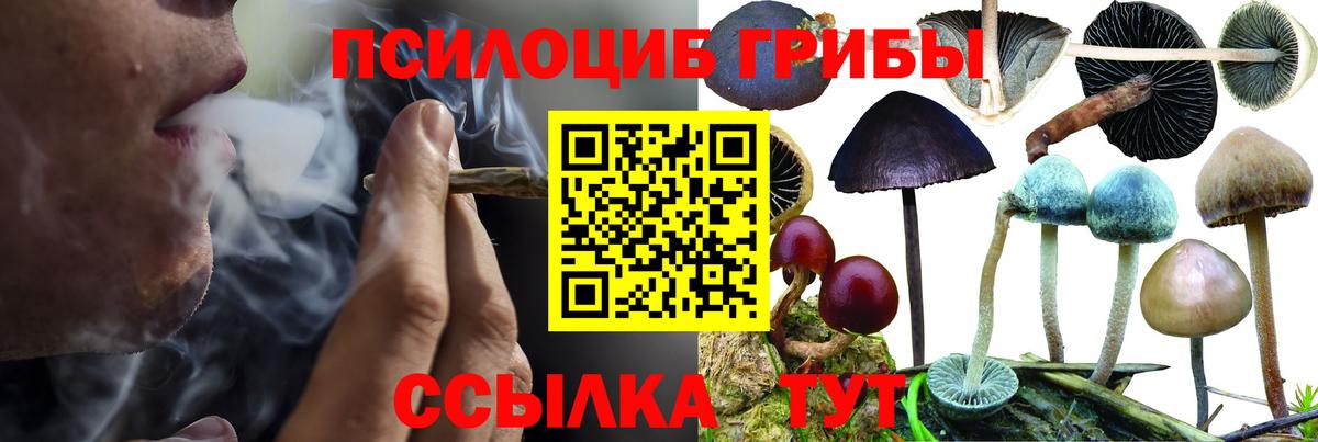 Псилоцибиновые грибы Cubensis  хочу   Знаменск  Вход с VPN  Галлюциногенные грибы Psilocybine cubensis 